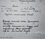 Image result for Trichopteryx marungensis