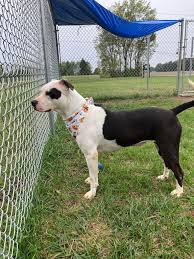 Marion County Ohio Dog Pound