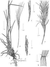 Image result for Heteropogon melanocarpus