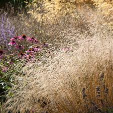 Image result for Deschampsia