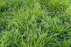 Image result for Brachypodium flexum