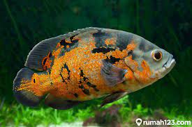 Ikan hias air tawar zebra cichild, ikan predator.rp10.000: 12 Ikan Predator Ini Bisa Dipelihara Di Rumah Ada Yang Berasal Dari Sungai Amazon Rumah123 Com
