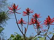 Image result for Erythrina sacleuxii