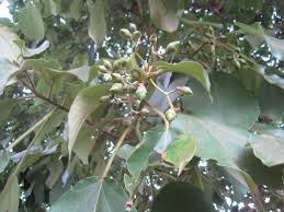 Image result for Cordia