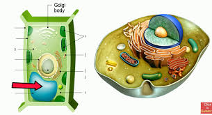 Jan 23, 2020 · the central vacuole can also contain digestive enzymes like those in animal cell lysosomes. Vacuoles Function In Cells Moomoomath And Science