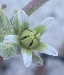 Image result for Raphionacme madiensis