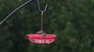 We did not find results for: Praying Mantis Versus Hummingbird Youtube