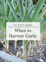 These include the date, variety type, the timing of scape emergence and the many new gardeners and growers will often ask the question when is the best time to harvest my garlic? or how do i know my garlic is ready to harvest?. The Trick Of Knowing When To Harvest Garlic When To Harvest Garlic Growing Vegetables Growing Organic Vegetables