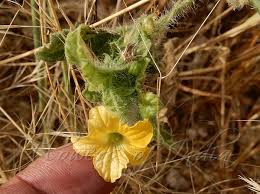 Image result for Cucumis prophetarum