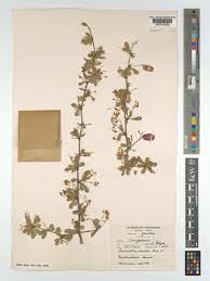 Image result for Terminalia randii