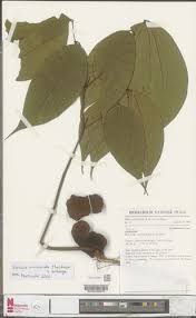 Image result for Berlinia grandiflora