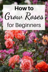 How To Grow Roses For Beginners Growing Roses Rose Garden Design Planting Roses