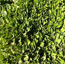 Image result for Falkia oblonga