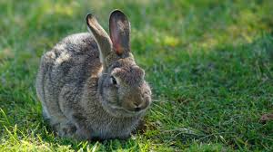 For those who are not so skilled at rabbit processing, stray hairs from the reds will not show up well on the meat. A Virus Is Taming Australia S Bunny Menace And Giving Endangered Species New Life Science Aaas