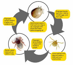 Dog flea and tick remedies. The Life Cycle Of Hard Bodied Ticks Ticksafety Com