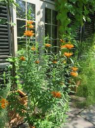 Image result for Leonotis grandis