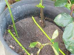 Growing A Rose Bush From A Store Bought Long Stem Rose Plants Growing Roses Planting Bulbs