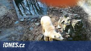 Zoo brno chová samici coru, která úspěšně odchovala pět mláďat. Ledni Medvedi V Brnenske Zoo Dostanou Hlubsi Bazen Cora Noveho Napadnika Idnes Cz