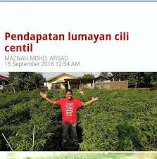 Fertigasi pemuda raih rm20 ribu sebulan tanam cili kulai. Tanaman 1000 Pokok Cili Padi Nz Kota Fertigasi Cili Padi Facebook