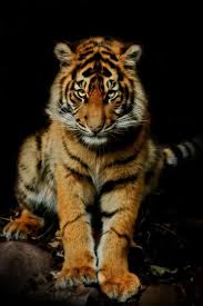 Tigers Are Forever Animals Wild Animals Wild Animals Photos