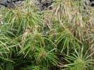 Image result for Cyperus chersinus