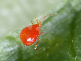 See spider mite stock video clips. Persimilis Bugs For Bugs