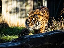 Get up close and feed one of the world's most renowned big cats, the amur tiger, with a special meet the tigers experience. London Zoo Reveal What Really Happened When Tiger Melati Was Killed By Her New Mate Mirror Online