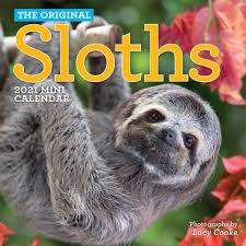 There are six extant slo. Original Sloths 2021 Calendar Cooke Lucy Workman Calendars Amazon De Bucher