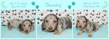 Post office in youngstown, ohio on s walnut st rm 203. Pin On Dachshund Breeder