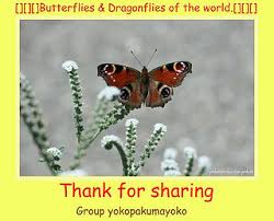 Image result for Delplanqueia inscriptella