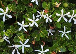 Image result for Carissa