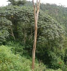 Image result for Musanga