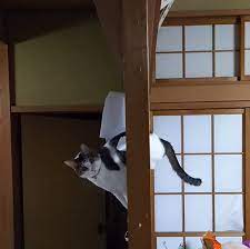 Cat Crashes Through Sliding Paper Door And Right Into The Internet S Heart Pics Cats Silly Cats Pets Cats