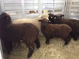 New Sheep Dovetail Family Farm Sheep Romney Sheep Animals