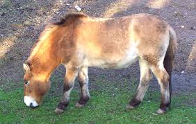 Image result for HORSE
