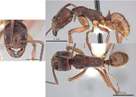 Image result for Odontosoria africana