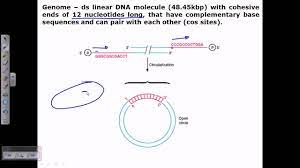 For other excellent representations of virus structure, go to the university of wisconsin's institute for molecular lambda phage infecting e coli (courtesy russell kightley). Lambda Genome Structure Youtube