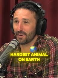 Badger Chasing Human