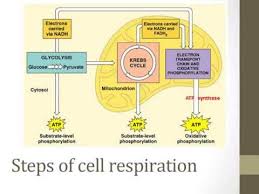 Stages Of Cellular Respiration Youtube