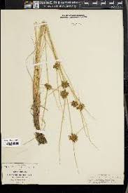 Image result for Pycreus niger