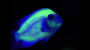 Not that they wouldn't like to accessorize with glow sticks, i just think that probably varies from fish to fish. Glofish Amazing Glow In The Dark Fish Youtube