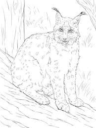 This lynx coloring pages will helps kids to focus while developing creativity, motor skills and color recognition. Euroasischer Luchs Ausmalbilder Kostenlos Zum Ausdrucken