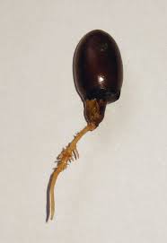 Intermediate seeds tend to age faster than orthodox seeds and may have. Recalcitrant Seed Wikiwand