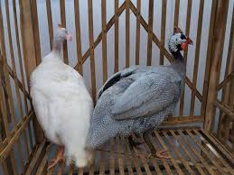 Ayam Mutiara Putih Dewasa Betina Dan Ayam Mutiara Silver Dewasa Jantan Hubungi Kami Untuk Pemesanan Macam Macam Ayam Hias Kami Siap Mengir Animals Photo Goats