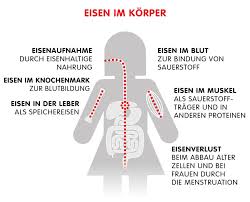 Wozu Braucht Der Korper Eisen Eisenmangel Vorbeugen
