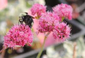 Image result for Eriosema erici-rosenii