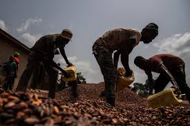 Mars, nestlé and hershey pledged nearly two decades ago to stop using cocoa harvested by children. Hershey Nestle And Mars Broke Their Pledges To End Child Labor In Chocolate Production Washington Post