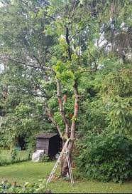 Ich habe einen kirschbaum (ca. Grossen Alten Kirschbaum Schneiden Baumkunde Forum