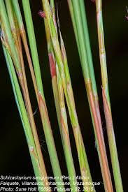Image result for Schizachyrium sanguineum
