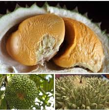 We did not find results for: 5 Sebab Kenapa Anda Harus Tanam Durian Duri Hitam My Info Berita